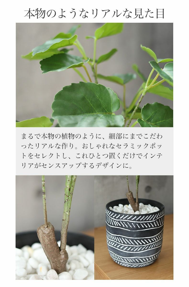 グリーン・フラワー | ポリシャス セラミックポット2点セット
